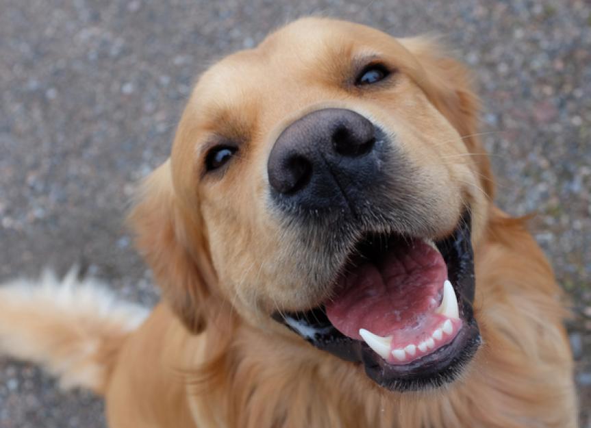 image of a smiling golden retriever